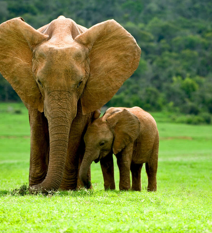 Les incontournables de Knysna en Afrique du Sud