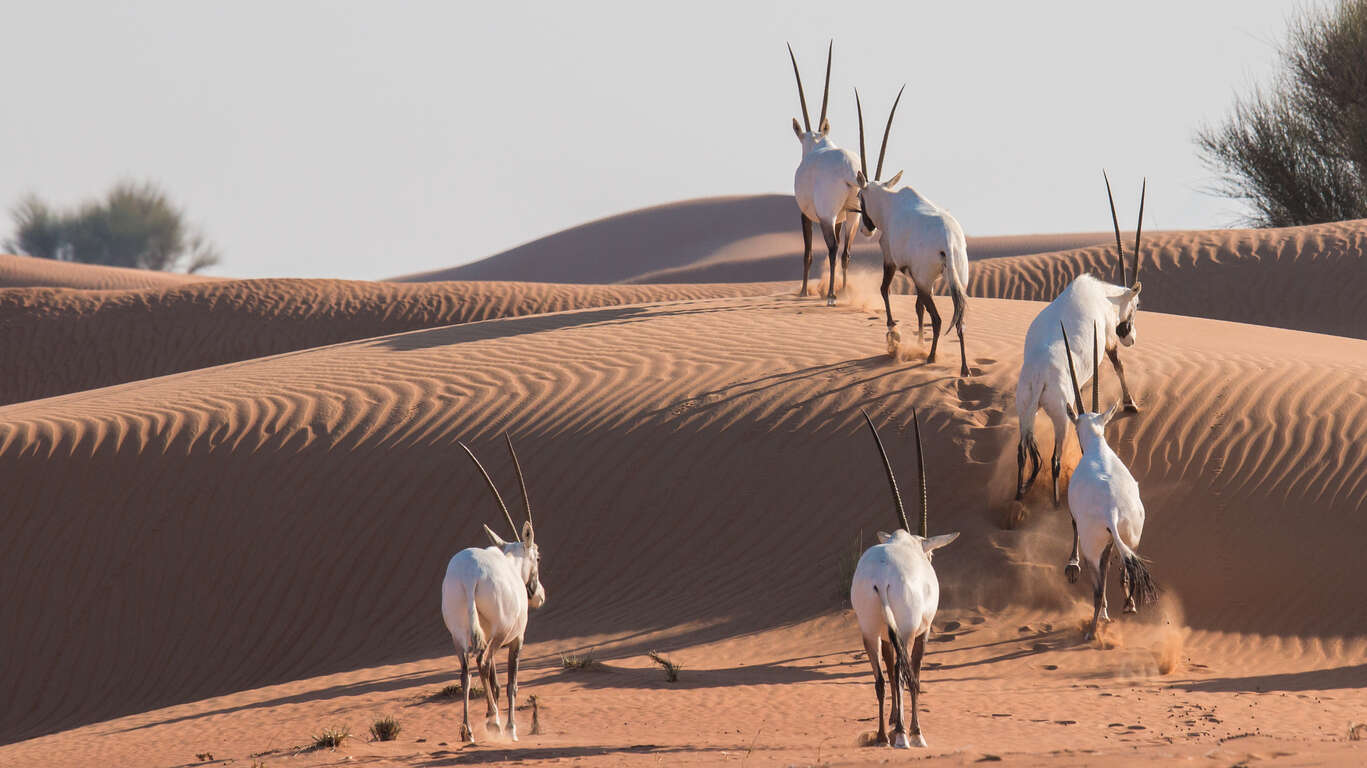 Expériences du désert au Moyen-Orient