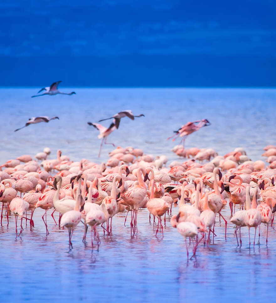 Que visiter autour du lac Naivasha ?