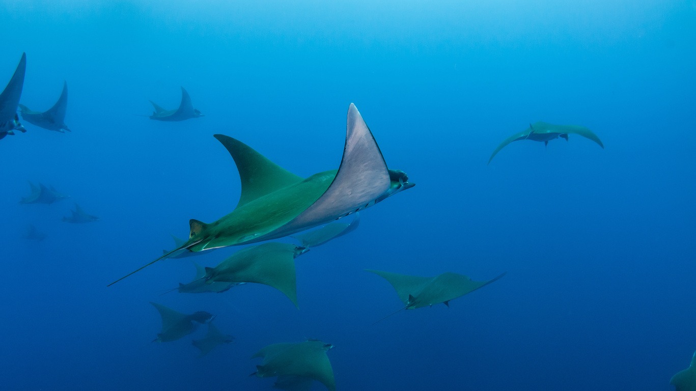  Rencontres avec le peuple sous-marins des Açores 