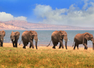 Impression du Zimbabwe et du Botswana