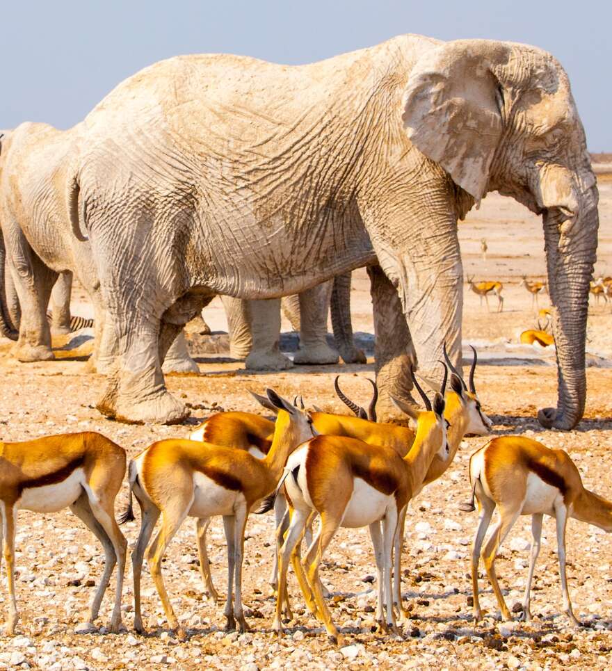 Un autotour pour admirer la faune de la Namibie 