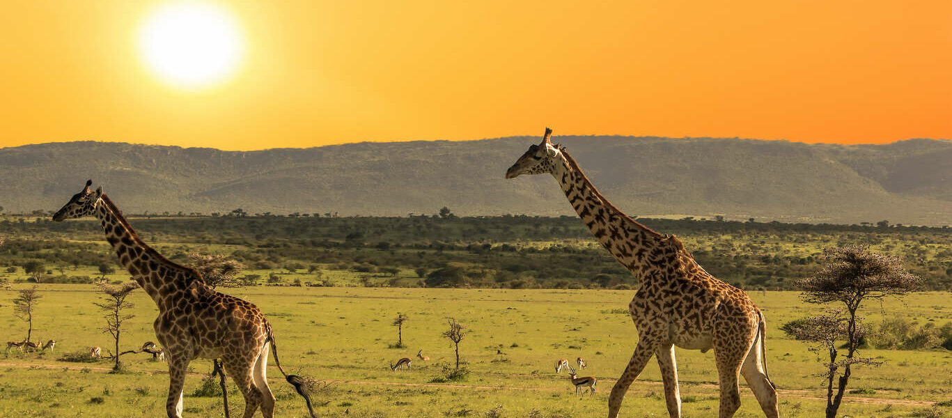 Le sud de la Tanzanie, à travers les réserves de Selous et Ruaha