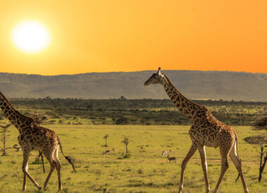 Le sud de la Tanzanie, à travers les réserves de Selous et Ruaha