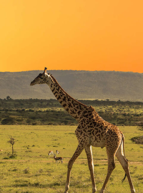 Le sud de la Tanzanie, à travers les réserves de Selous et Ruaha