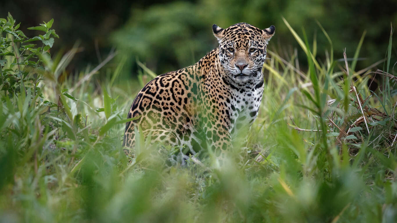 Voyage au Brésil en famille : du Pantanal aux dunes et plages du Nordeste