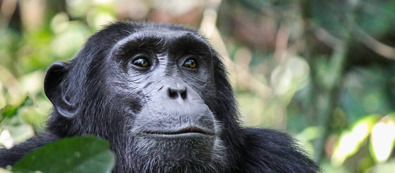 Safari en Tanzanie et observation des chimpanzés au Parc de Gombe