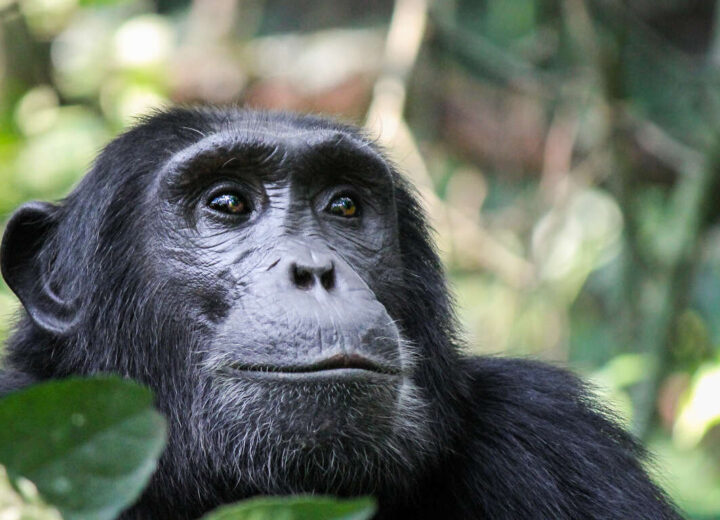 Safari en Tanzanie et observation des chimpanzés au Parc de Gombe