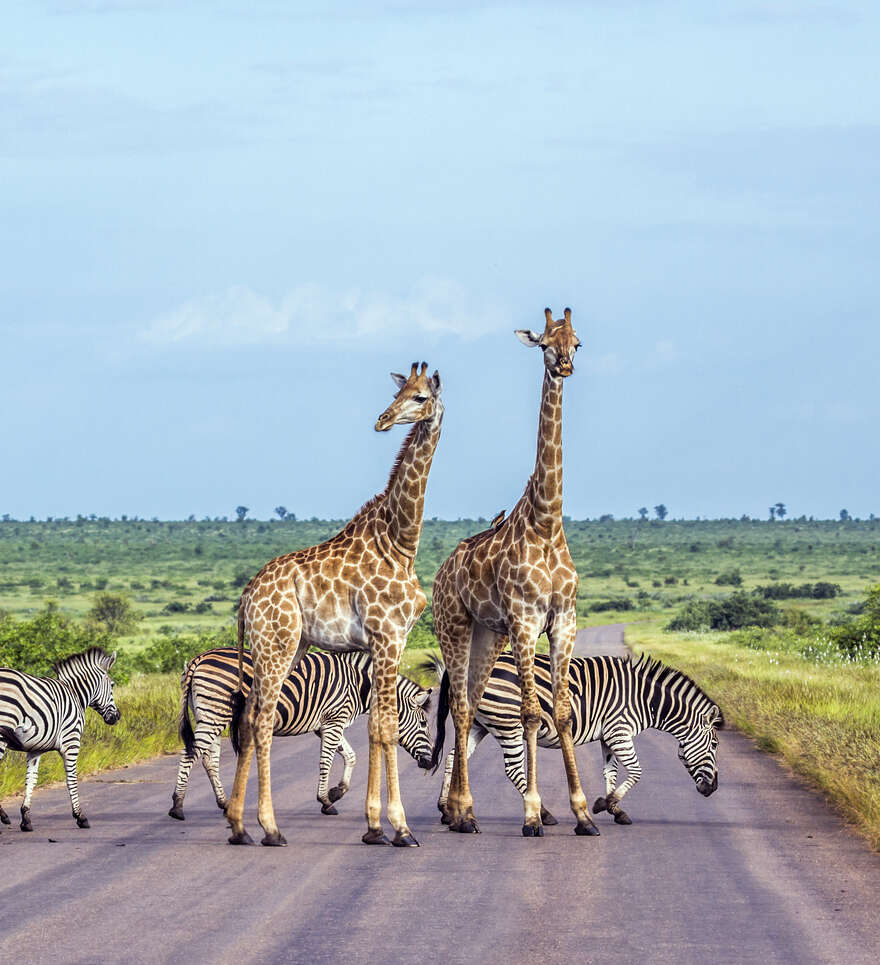 Votre safari au cœur du parc national Kruger