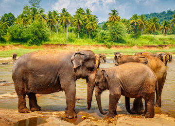 L’hiver en famille au Sri Lanka