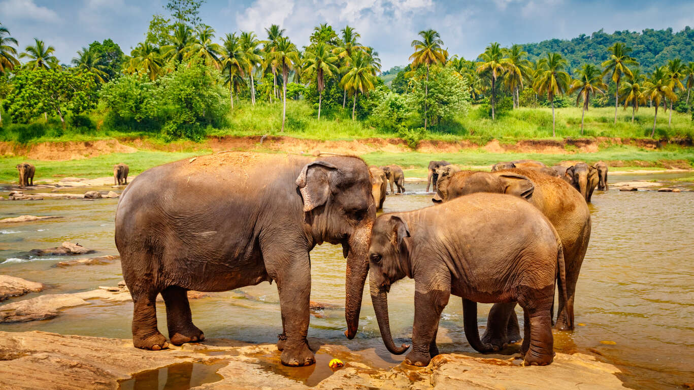 L’hiver en famille au Sri Lanka