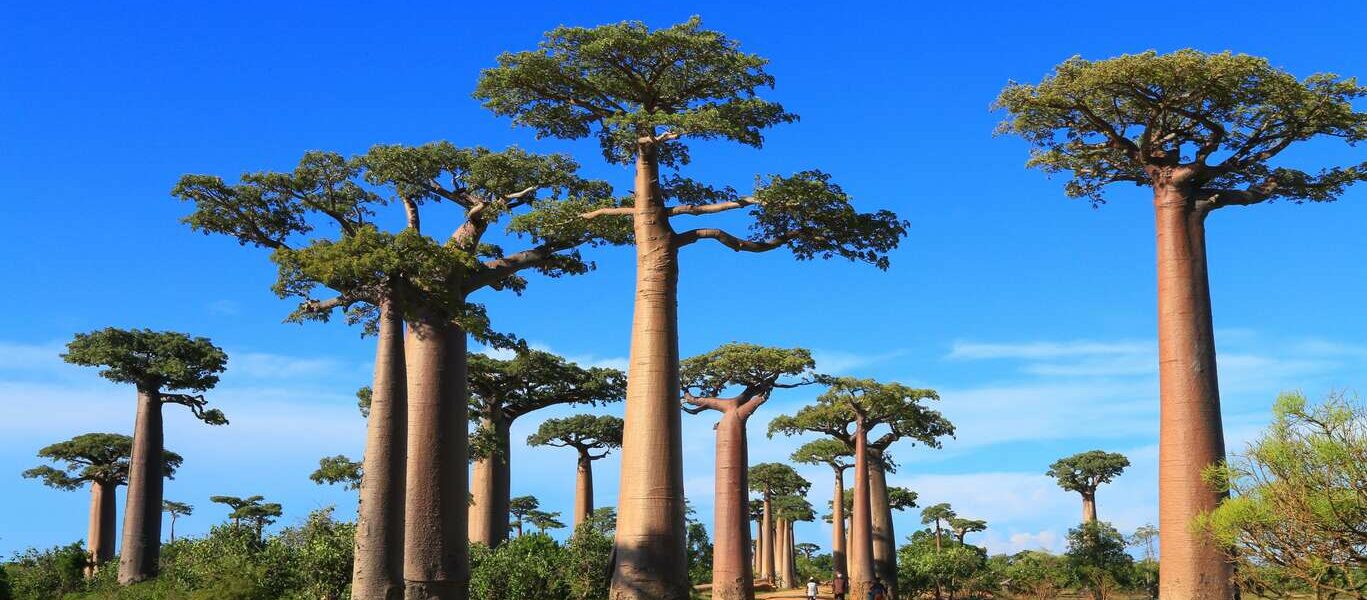 Premiers pas à Madagascar