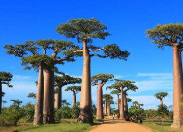 Premiers pas à Madagascar