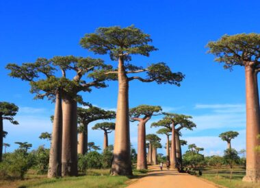 Premiers pas à Madagascar