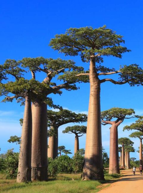 Premiers pas à Madagascar