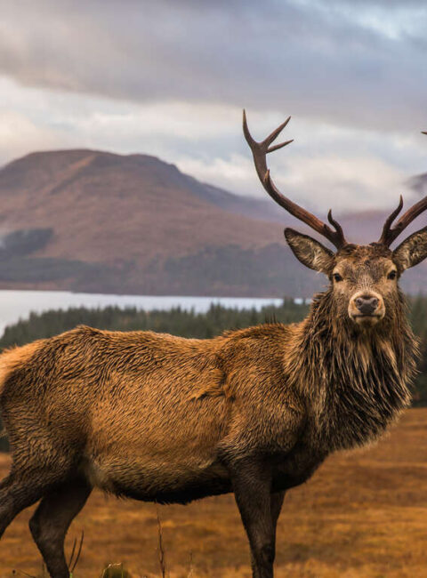 Ecosse