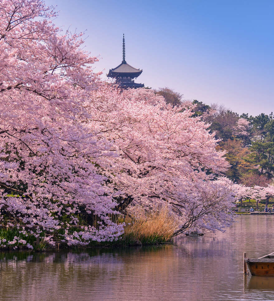 Un circuit au Japon en automne ou au printemps 