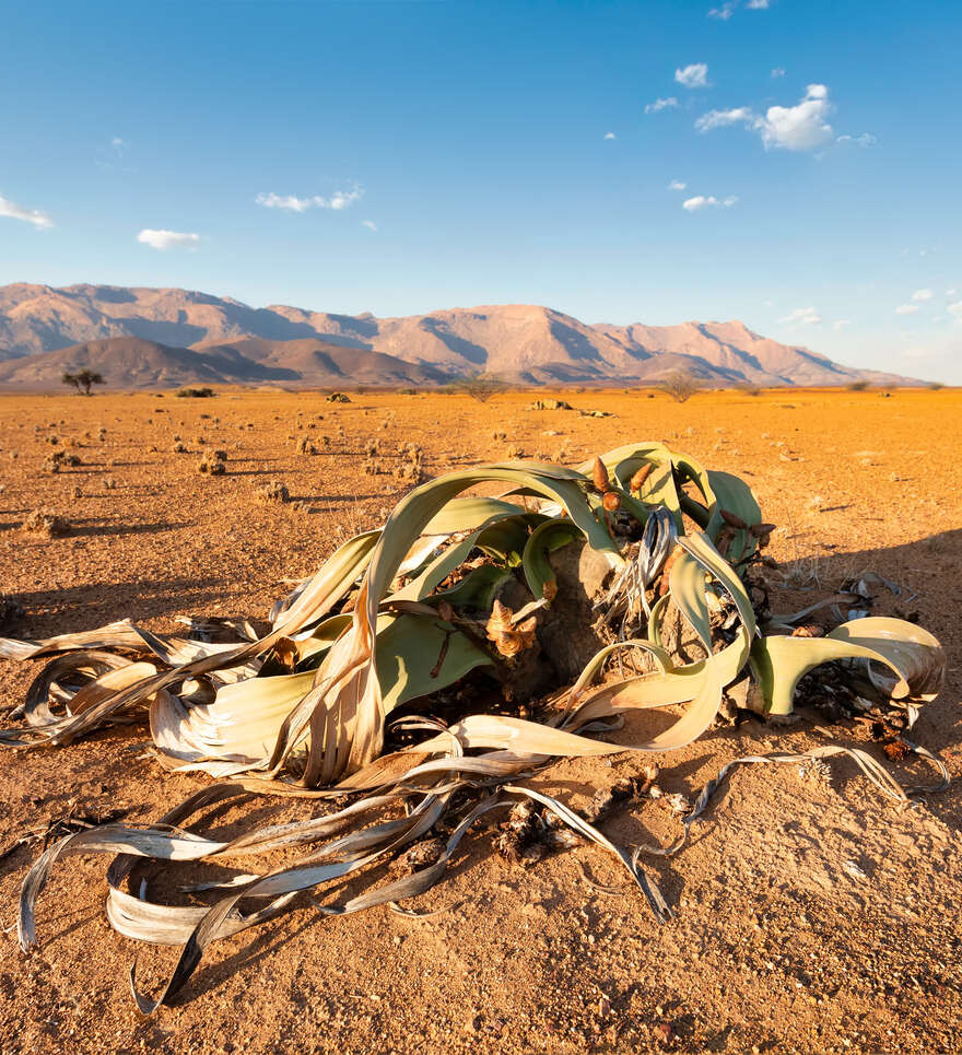 Découvrez la flore et la faune du désert du Namib