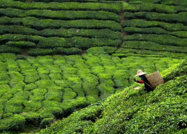 Charmes du Sri Lanka en dehors des sentiers battus
