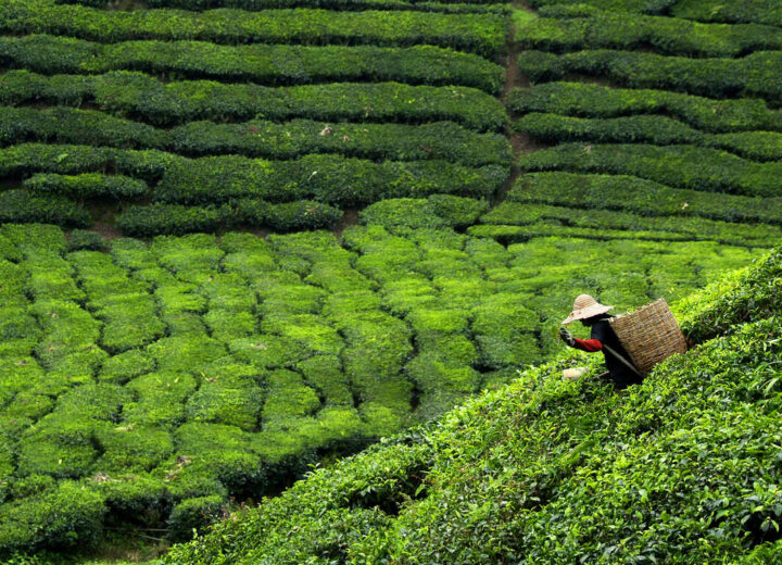 Charmes du Sri Lanka en dehors des sentiers battus