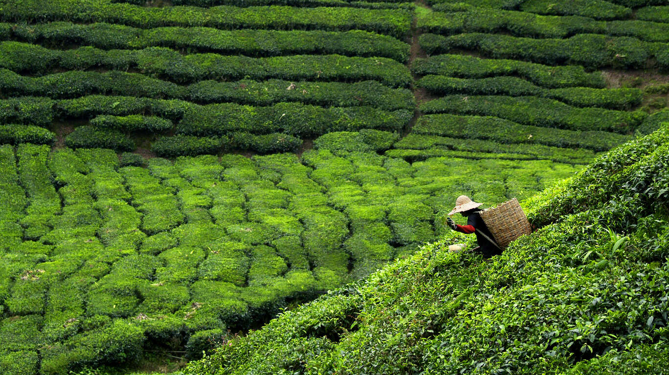 Charmes du Sri Lanka en dehors des sentiers battus 