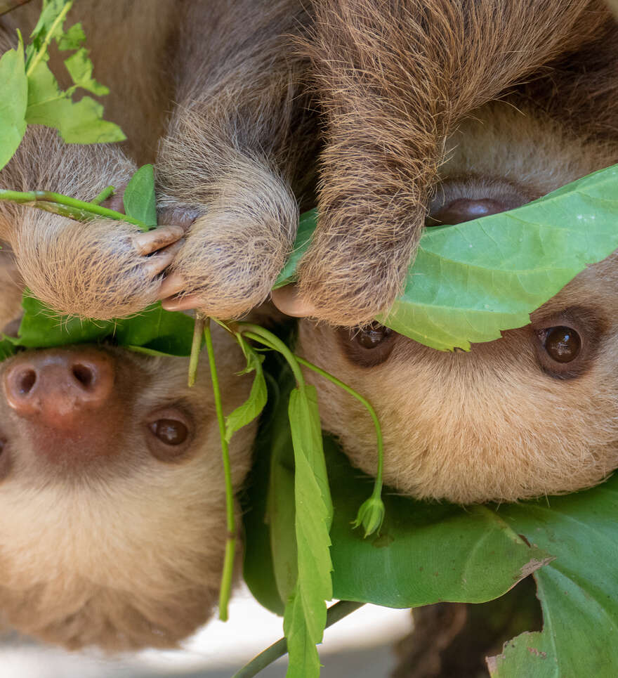 La faune et la flore du Costa Rica en amoureux