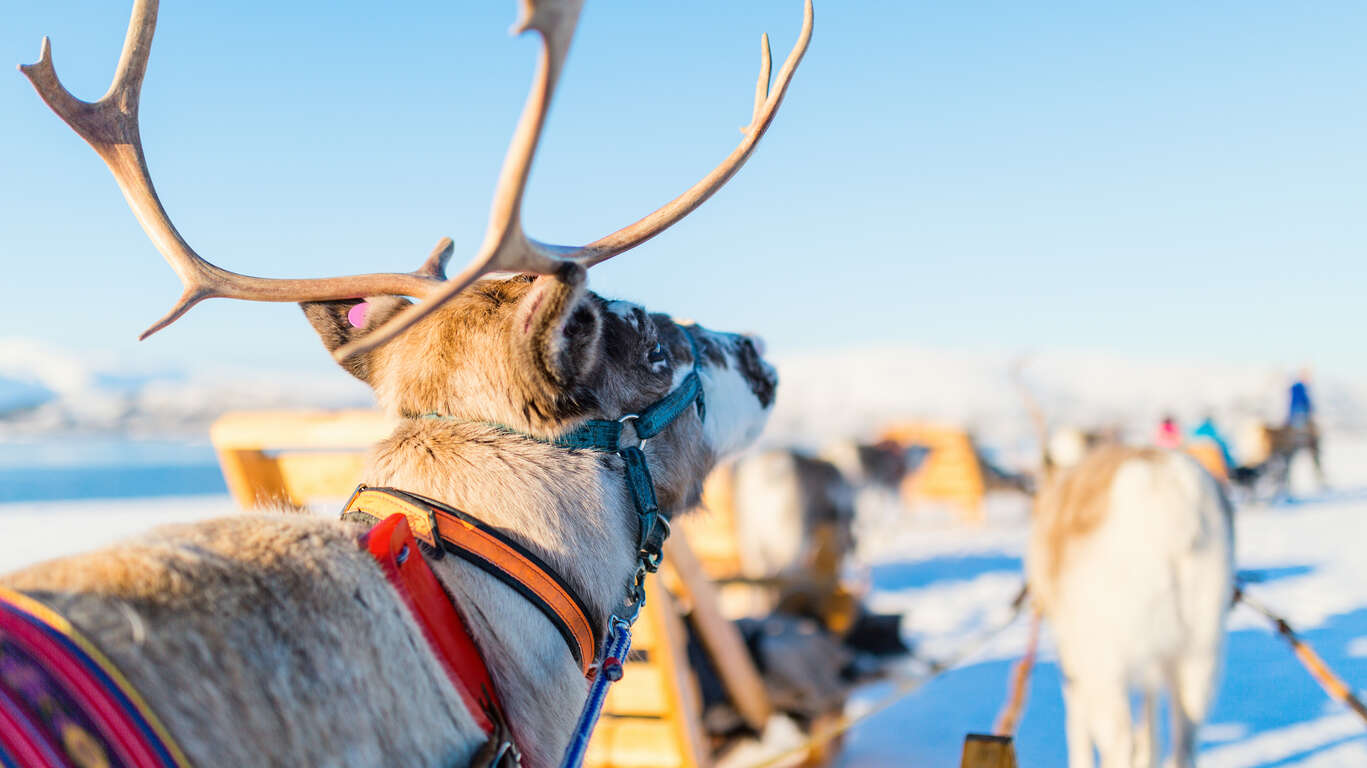 Immersion hivernale dans la nature Lapone