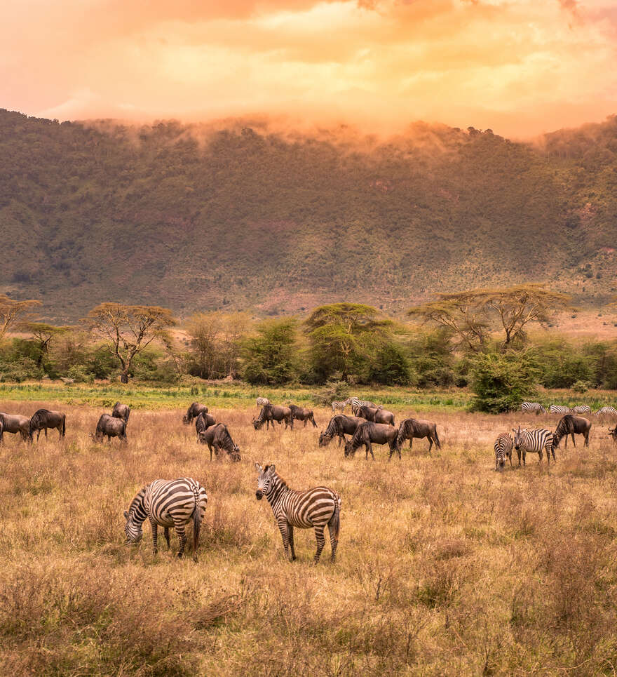 Le cratère du Ngorongoro, un refuge exceptionnel pour les animaux d'Afrique