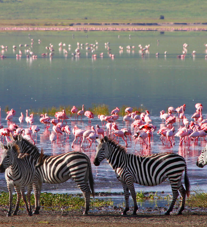 Un safari dans le cratère de Ngorongoro