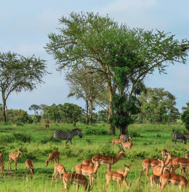 Safari Privé Tanzanie