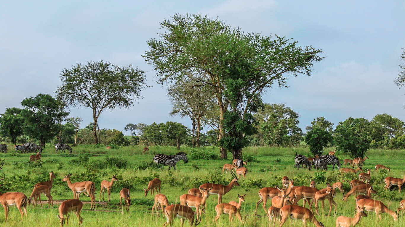 Safari en privé en Tanzanie
