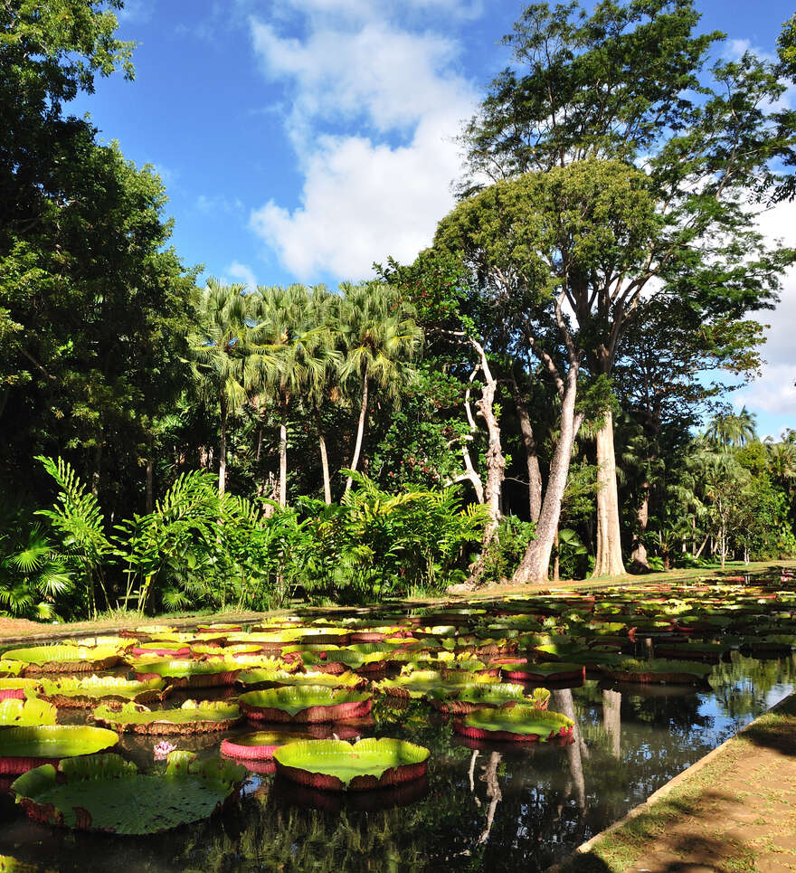 Cap sur le Nord de l'Île Maurice : la pointe des Canonniers, le Jardin de Pamplemousses et le Château Labourdonnais