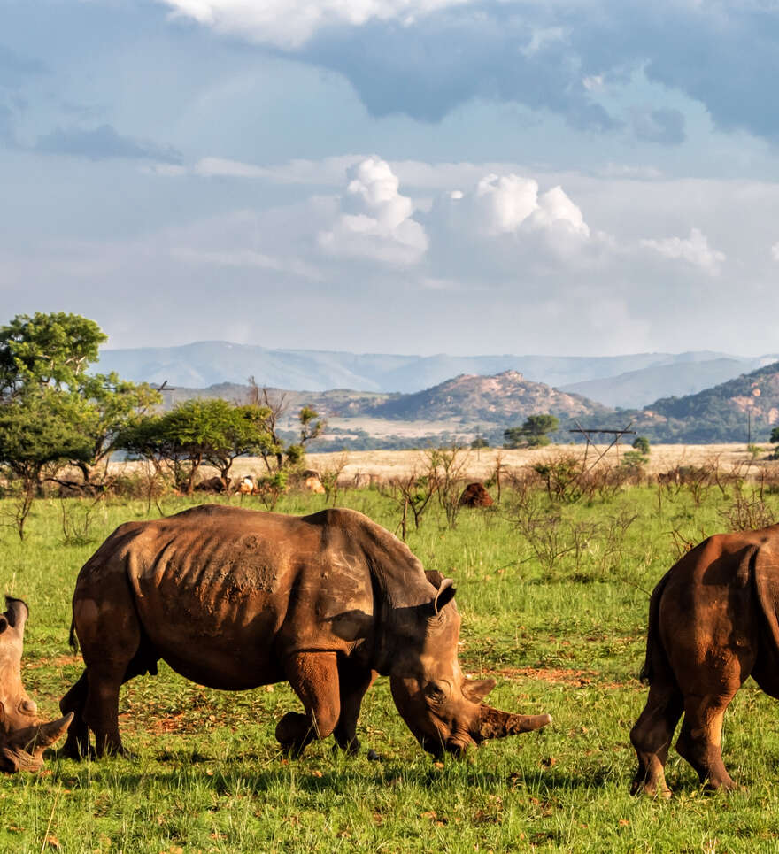 Pourquoi opter pour un roadtrip en Afrique du Sud avec Cercle des Voyages? 