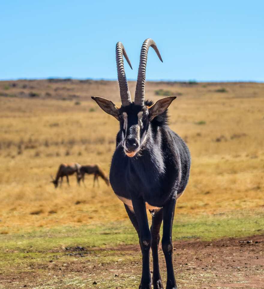 La bande de Caprivi : une immersion dans la nature sauvage de la Namibie