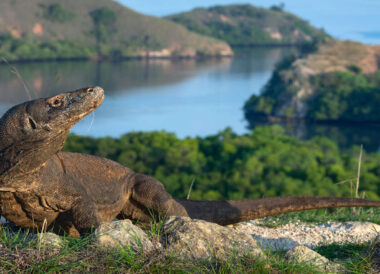 Découverte de Flores et croisière à Komodo