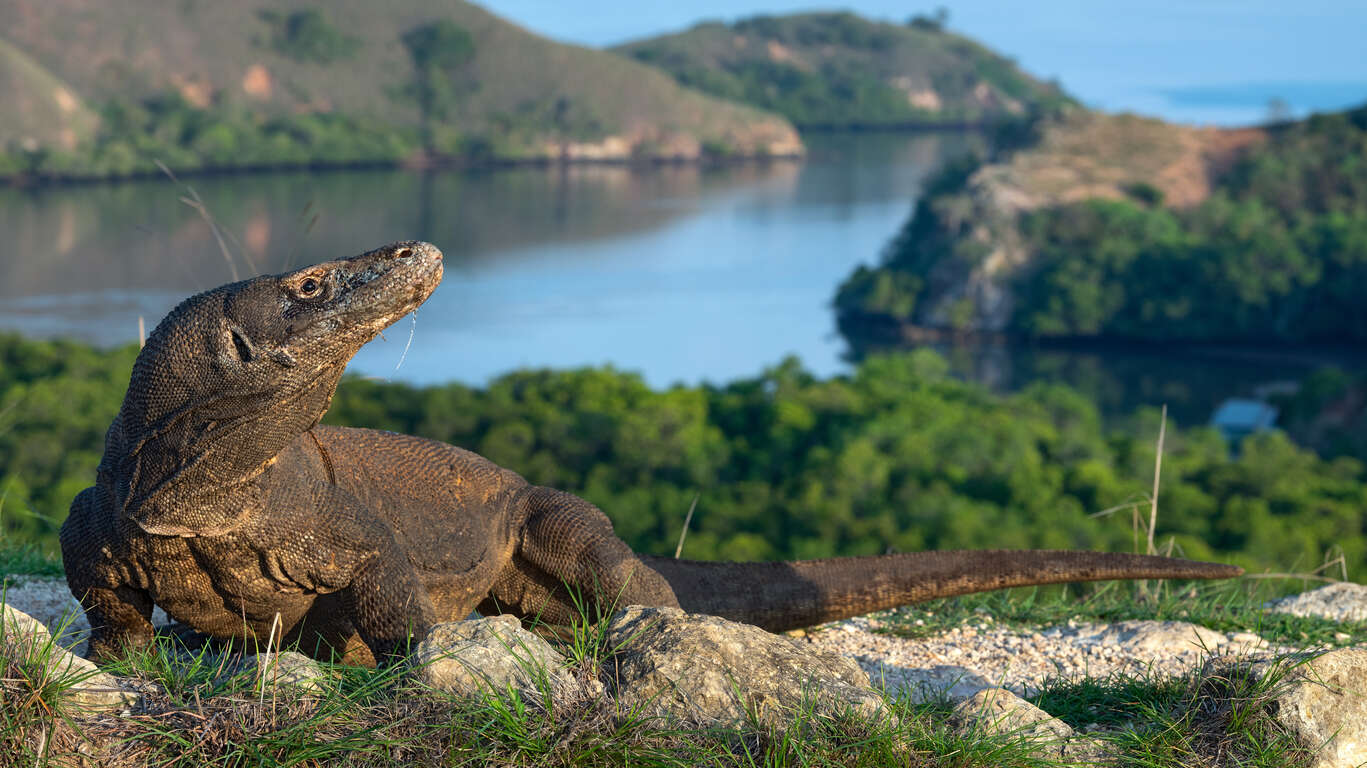 Découverte de Flores et croisière à Komodo