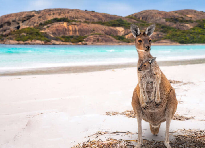 Retrouvailles en Australie, parents et jeunes WHV