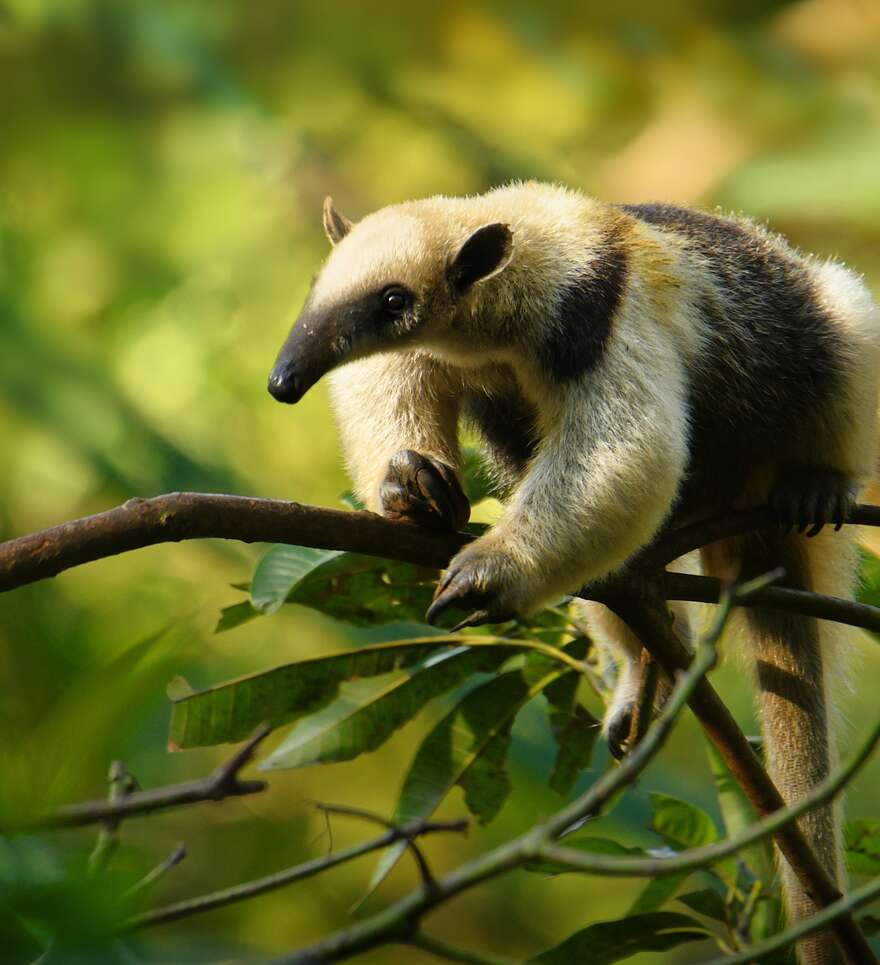 Optez pour un voyage organisé pour découvrir la jungle du Costa Rica