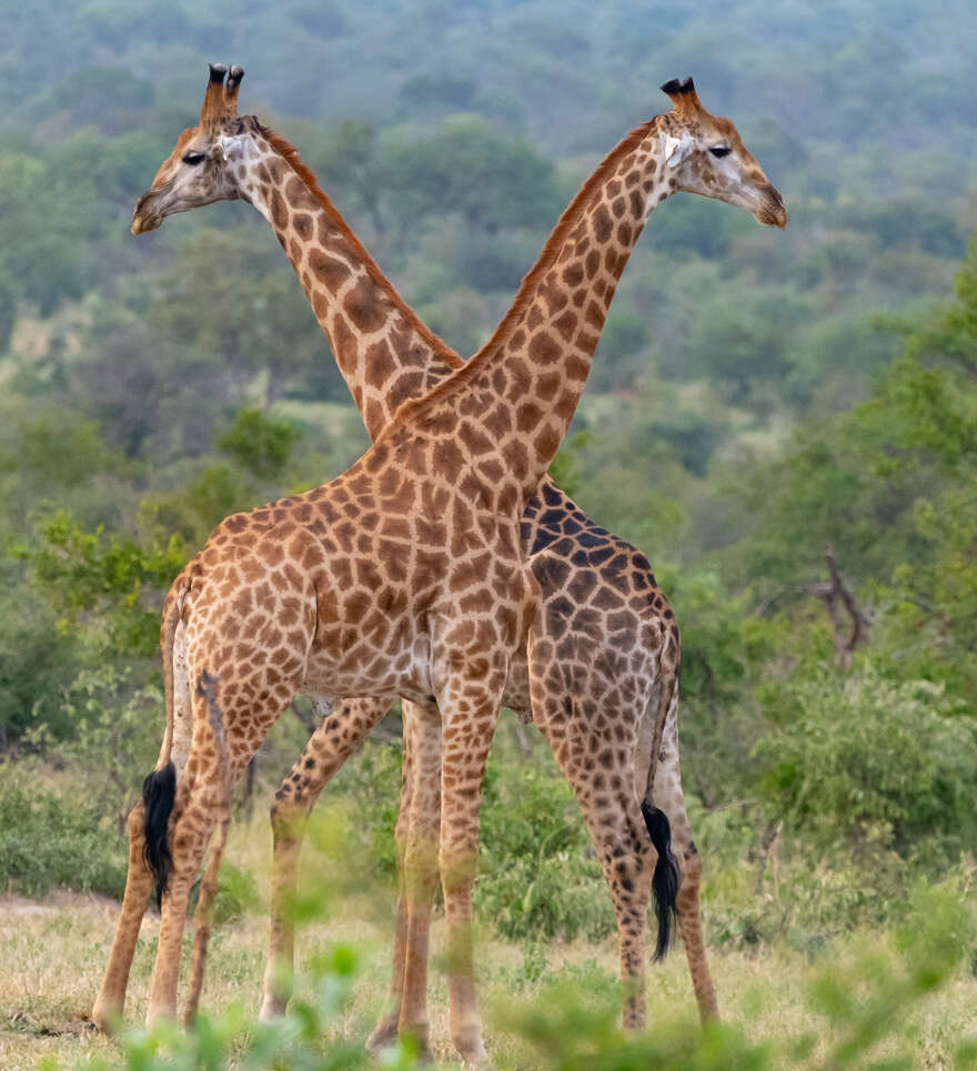 La faune et la Flore du parc Kruger en Afrique du Sud 