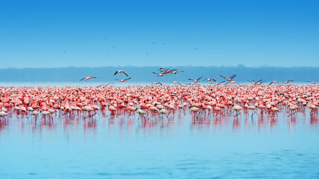 100% Safari au Kenya : Samburu, Nakuru, Masai Mara, Naivasha, Amboseli