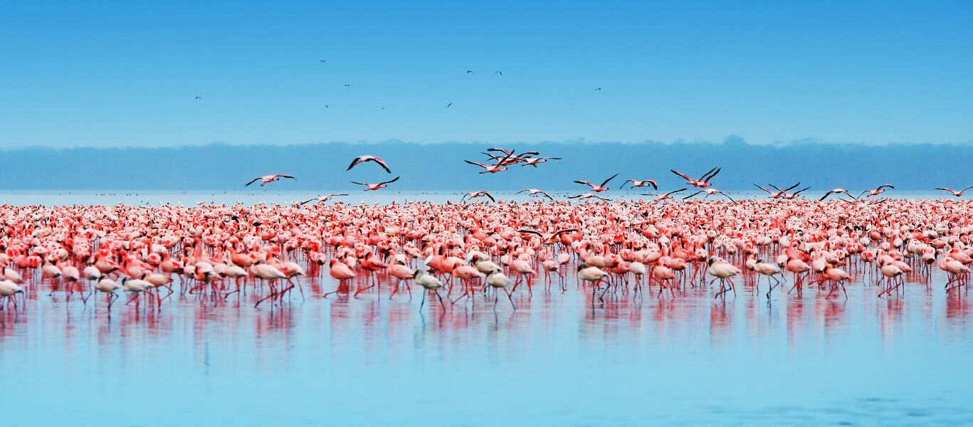 100% Safari au Kenya : Samburu, Nakuru, Masai Mara, Naivasha, Amboseli