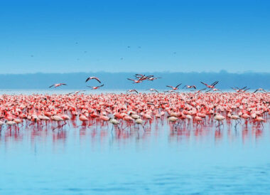 100% Safari au Kenya : Samburu, Nakuru, Masai Mara, Naivasha, Amboseli