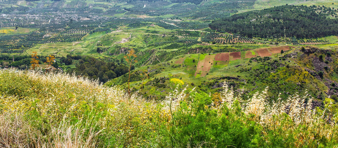Sur la Route des Vins israéliens en liberté