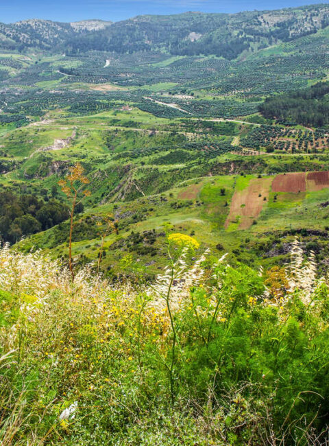 Sur la Route des Vins israéliens en liberté