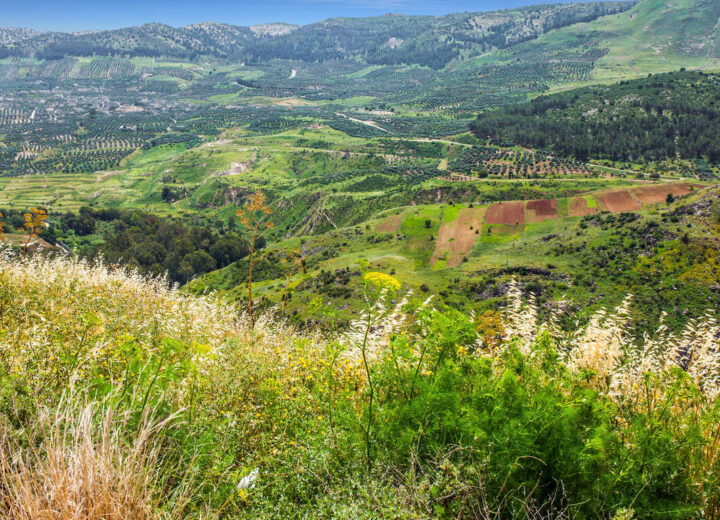 Sur la Route des Vins israéliens en liberté