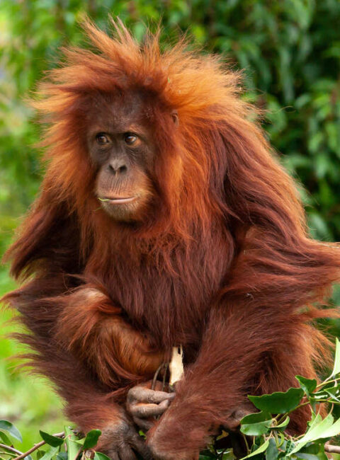 Les Orangs Outans de Sumatra