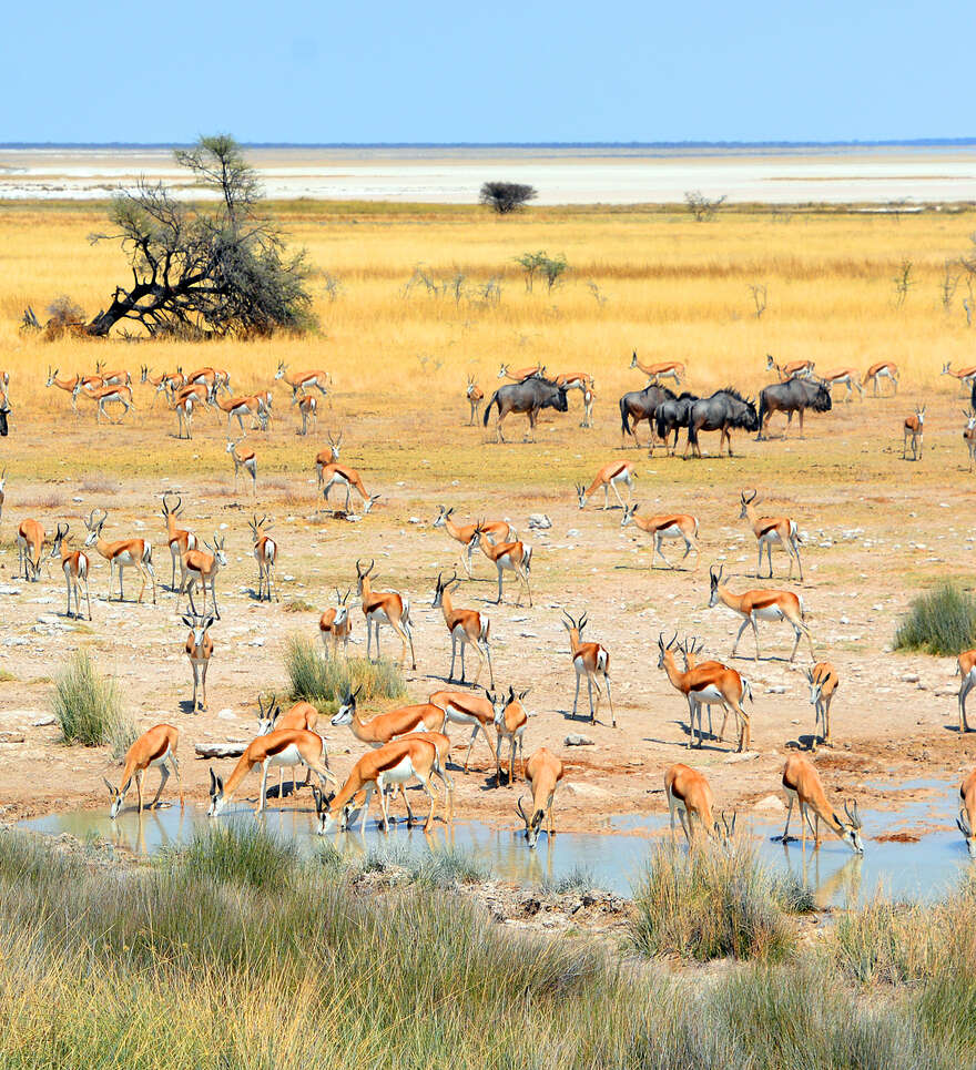 Le parc national d’Etosha et ses merveilles naturelles