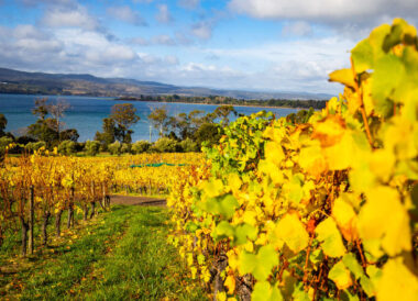 Tasmanie : vignoble, nature sauvage et gastronomie