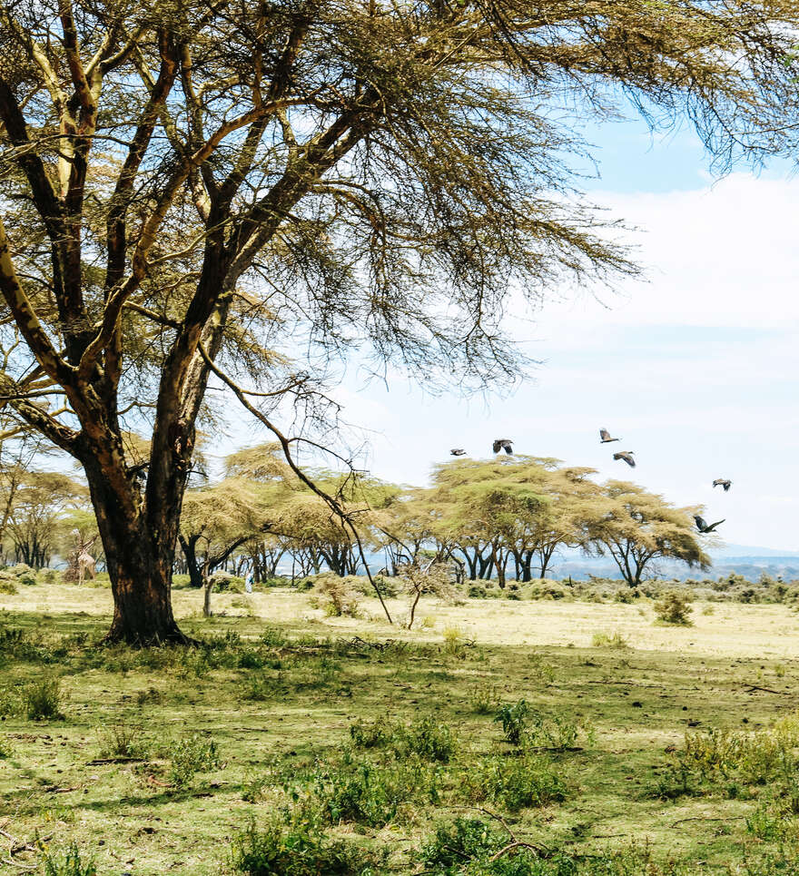 Le lac Naivasha, sanctuaire des oiseaux 