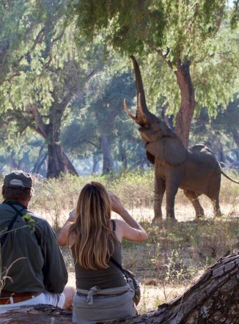 Safaris premium en avion taxis à Mana Pools, Matusadona, Hwange